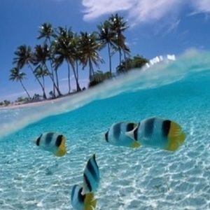 Meet your Posher, Nicolas